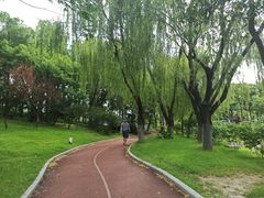 -大宁郁金香公园-停车场