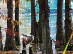 -白鹭湾湿地公园