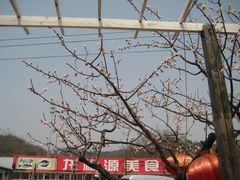 -龙福源密云水库灶台鱼