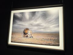 -罗红摄影艺术馆