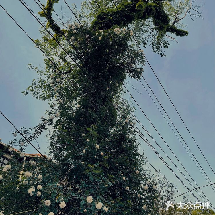 青岛网红打卡地｜青岛大学路网红转角墙