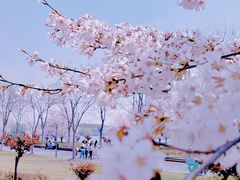 -顾村公园