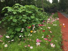 -上海长兴岛郊野公园