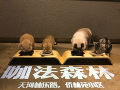 -咖法森林·咖啡  酒吧(天河店)