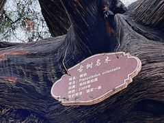 -中岳庙