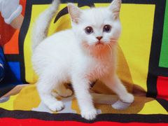-十年猫舍·猫咪专门店(普陀店)