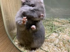 -藦茜花园宠物主题亲子互动体验馆(国顺东路店)