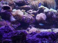 -悉尼海洋生物水族馆