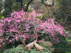 -杭州西湖风景名胜区-钱塘苏小小之墓
