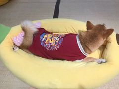 -逗柴咖啡屋·狗咖猫咖宠物桌游
