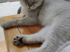 -李小姐の猫咖啡馆(五角场店)