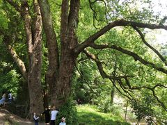 -石台牯牛降景区