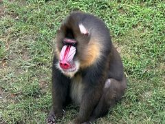 -大连森林动物园