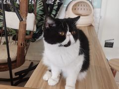 -平行世界·猫咖(首经贸店)