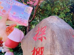 -顾村公园