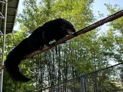 -清迈夜间动物园