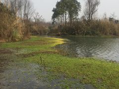 -桤木河湿地公园