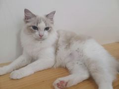 -李小姐の猫咖啡馆(五角场店)
