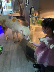 -未来动物城主题公园(正弘城店)
