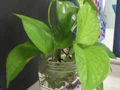-华兴日语学校(总校)