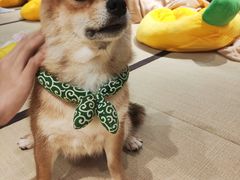 -逗柴咖啡屋·狗咖猫咖宠物桌游