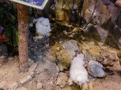 -正佳雨林生态植物园