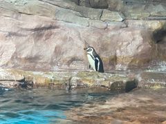 -海合安武汉极地海洋公园