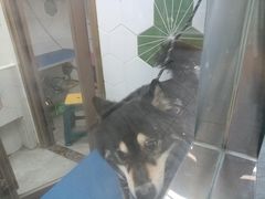 -瑞鹏宠物医院·普外科·影像科·皮肤科(城市山谷分院)