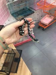 -Moni星球萌宠·小马宝莉·灵蛇·高端高阶全萌宠互动体验俱乐部(红豆国际广场店)