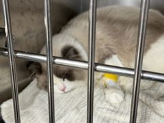 -四月宠物医院·猫专科·心脏专科·内科(转塘店)