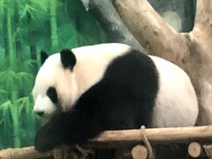 -灵玲国际马戏城