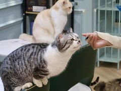 -安格丽娜·狗咖·猫咖羊驼咖(春熙路百盛商场店)