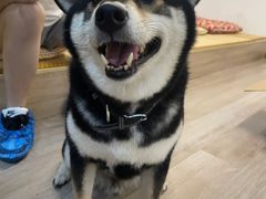 -柴迷FANS CLUB·柴犬狗咖·猫咖