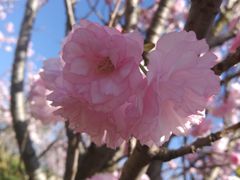 -天适樱花悠乐园
