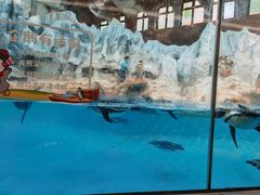 -帝企鹅自助餐厅•儿童岛•真企鹅(长隆企鹅酒店)