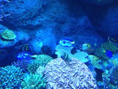 iphone_upload_pic-班赞海鲜市场