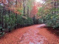 -上海海湾国家森林公园