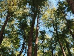 -上海共青森林公园