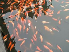 -西湖外事游船(花港观鱼码头)