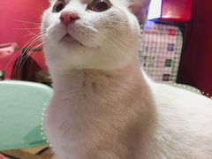 -猫色咖啡·猫咖