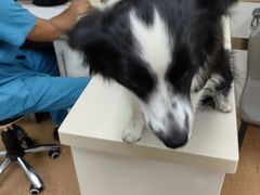 -宠颐生中康贝怡动物医院