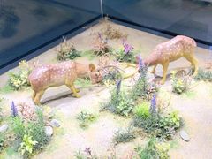 -北京麋鹿生态实验中心