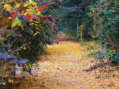 -三圣花乡旅游区