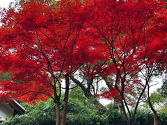 -岳麓山风景名胜区