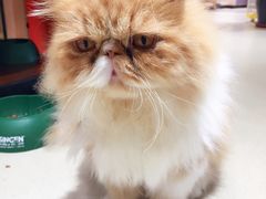 -藏猫猫咖啡主题馆(中央大道店)