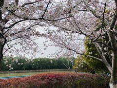 -高东镇樱花园