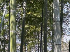 -东明山森林公园