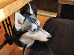 -more than meow吴止猫主题餐厅(承德 中船汇店)