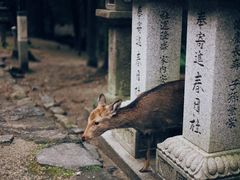 -奈良公园