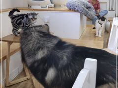 -李小姐の猫咖啡馆(五角场店)
